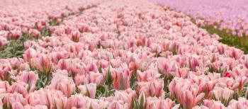 Tulip field on agricultural land, pink tulips, selective focus