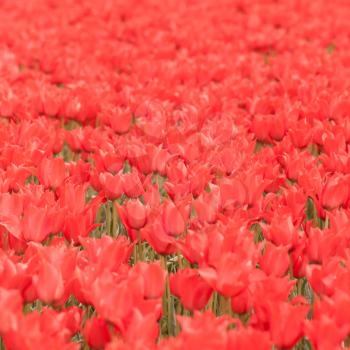 Tulip field on agricultural land, red tulips, selective focus