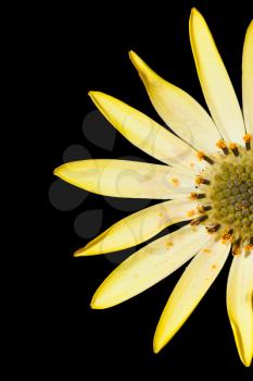 Yellow flower isolated on a black background