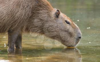 Adult capybara drinking at a filthy pond