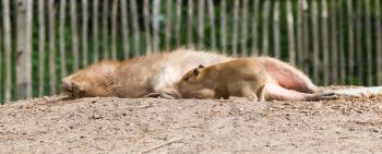 Close up of a Capybara (Hydrochoerus hydrochaeris) and a baby