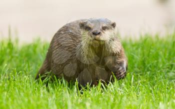 Wet otter is standing in the green grass, Holland