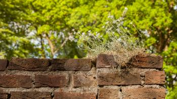 Plant little tree on old red bricks wall background, ruin