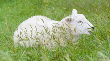 Sheep resting in the green grass, Holland