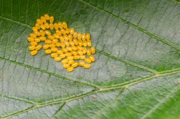 Black-veined White butterfly, Aporia crataegi Eggs on Green Leaf Close-up