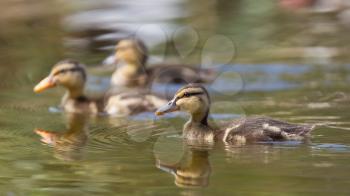 Small ducklings outdoor, in the water, natural habitat