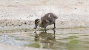 Small duckling outdoor, in the water, natural habitat