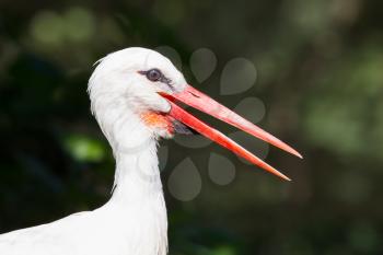 Head of a stork with a dark nature background
