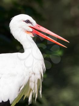 Head of a stork with a dark nature background