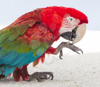Colorful parrot in captivity, zoo in the Caribbean