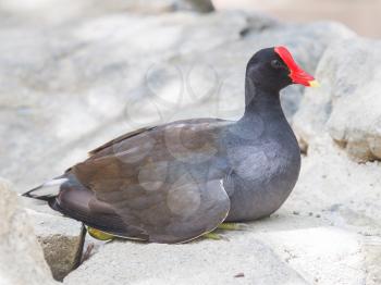 Moorhen resting on a rock in the Caribbean