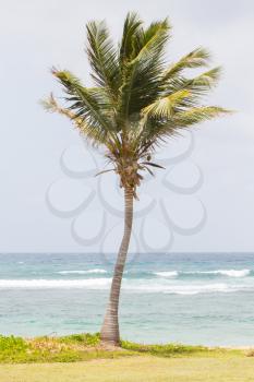Palm tree in a beach, st martin, Caribbean