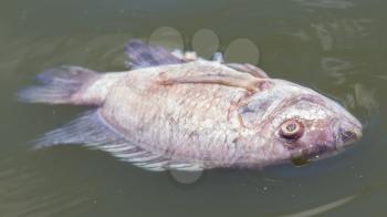 Death fish and waste water, selective focus on eye