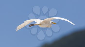 Great Egret (Ardea alba modesta), American subspecies, flying