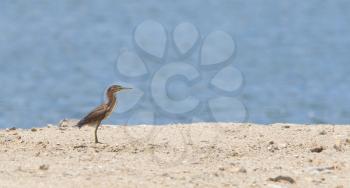 Green heron looks for a meal along the shore of a Caribbean isle