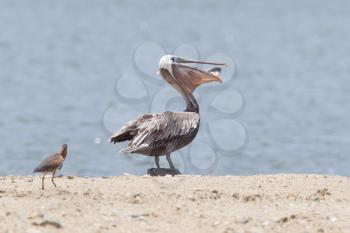 Brown pelican (Pelecanus occidentalis) with a fish in its pouch - Caribbean