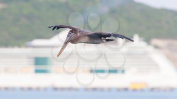 Brown pelican (Pelecanus occidentalis) in flight in Saint Martin, Caribbean, cruiseship in the background