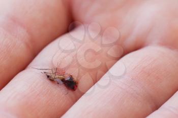 Dead mosquito with blood crushed in a hand