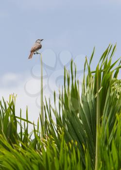 Grey Kingbird (Tyrannus dominicensis) resting in a palm tree