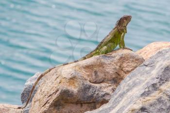 Green Iguana (Iguana iguana) sitting on rocks at the Caribbean coast