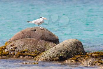 Royal Tern (Thalasseus maximus maximus) on a rock at Saint Martin, Caribbean
