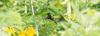 Antillean Crested Hummingbird (Orthorhyncus cristatus) busy collecting food