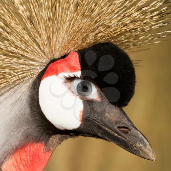 Crowned crane with a human eye, concept of humor