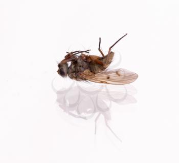 Dead housefly, isolated on a white background