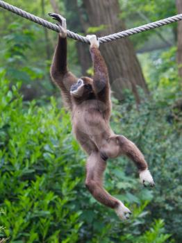 Lar Gibbon, or a white handed gibbon (Hylobates lar) plays on a rope in a zoo