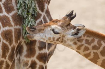 Close up of a young giraffe eating leaves