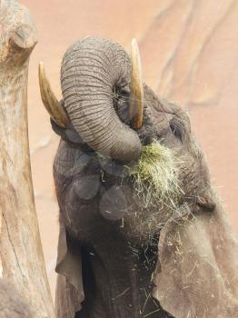 Elephant eating grass showing trunk with grass in mouth