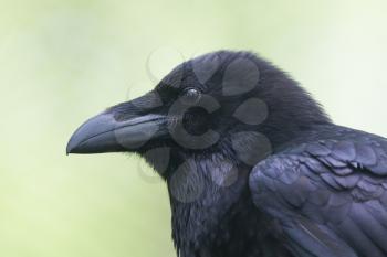 Common Raven portrait isolated on natural green