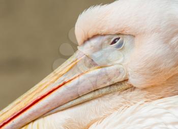 Close up of an adult pelican resting