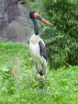 Saddle-billed stork. Latin name - Ephippiorhynchus senegalensis, the biggest of all storks