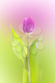 Purple tulip isolated on green and purple background