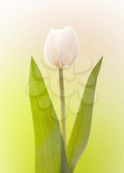 White tulip isolated on green and white background