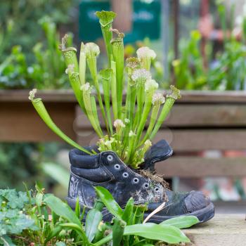 Nature force, Pitcher plants in an old shoe