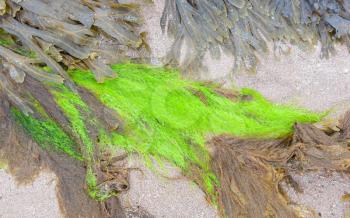 Bright green plant on a beach in Scotland