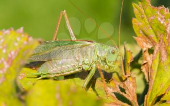 Green grasshoper sitting on the leaf in a garden