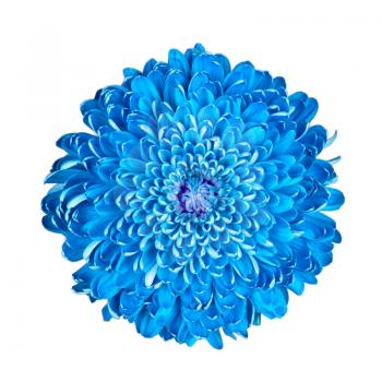 Blue chrysanthemum, isolated on a white background