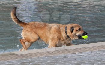 Dog with ball in teeth runs in water