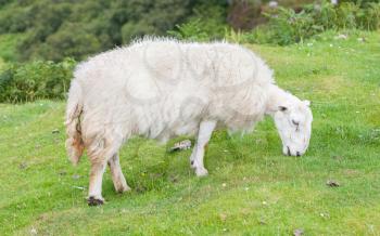 White woolly sheep grazing in a green field
