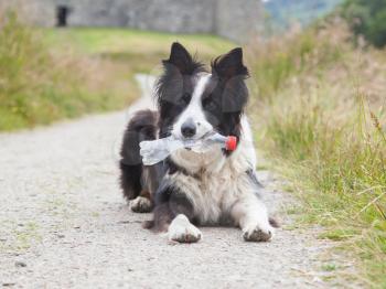 Border collie sheepdog waiting with a plastic bottle