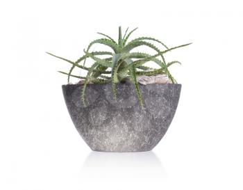 Green cactus in a grey pot, isolated