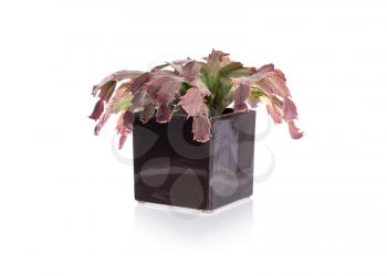 Red cactus in a black pot, isolated