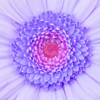 Close-up of a purple gerbera flower, isolated