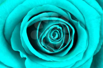 Close-up of a bright blue rose, isolated