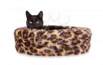 Black cat resting in a basket, leopardprint
