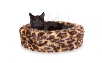Black cat resting in a basket, leopardprint