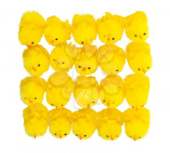 Abundance of easter chicks, top view, isolated